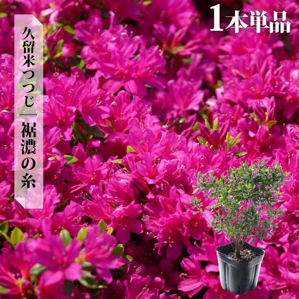 000000002884-06.jpg?size=l&w=