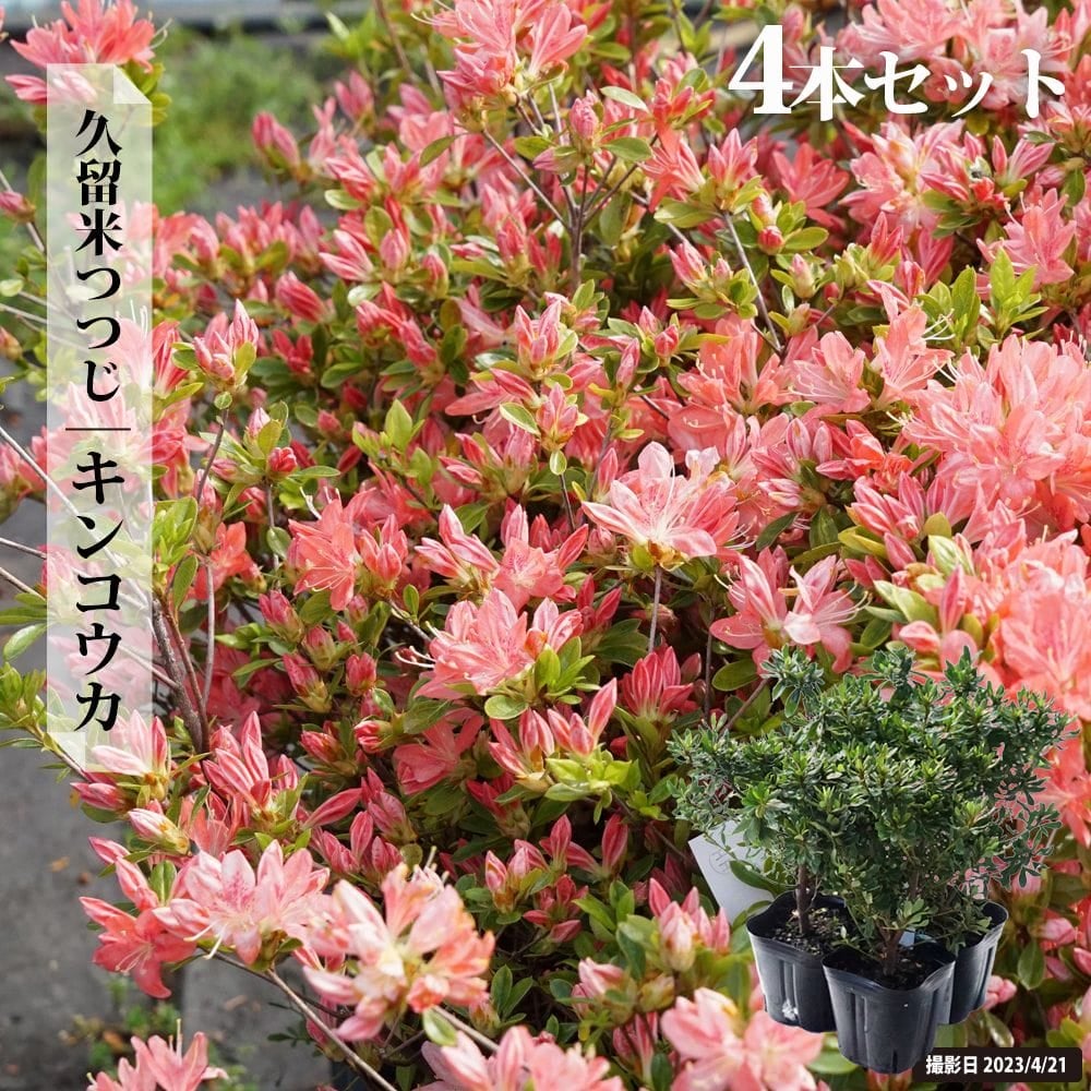 ツツジ キンコウカ 苗 販売 苗木部 By 花ひろばオンライン
