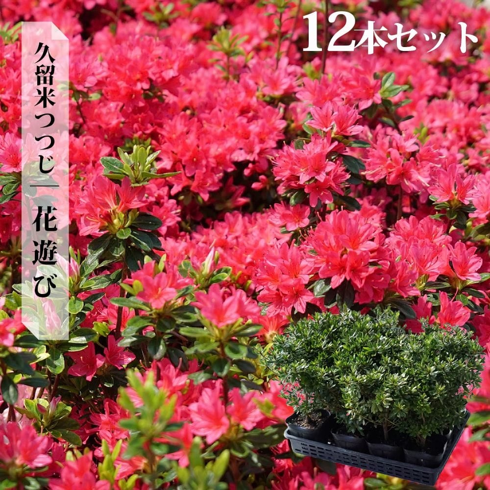 ツツジ 花遊び 苗 販売 苗木部 By 花ひろばオンライン