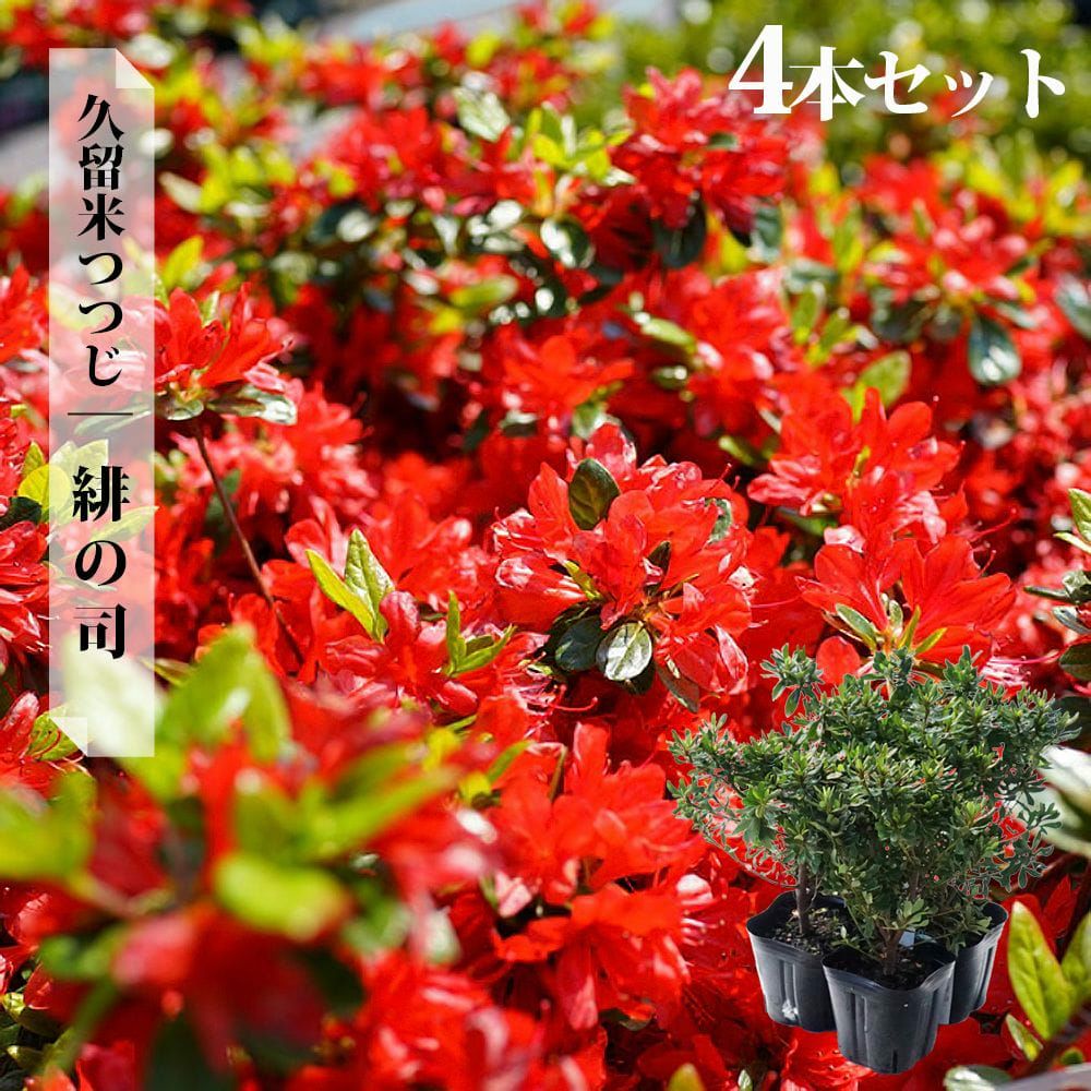 000000002890-09.jpg?size=l&w=