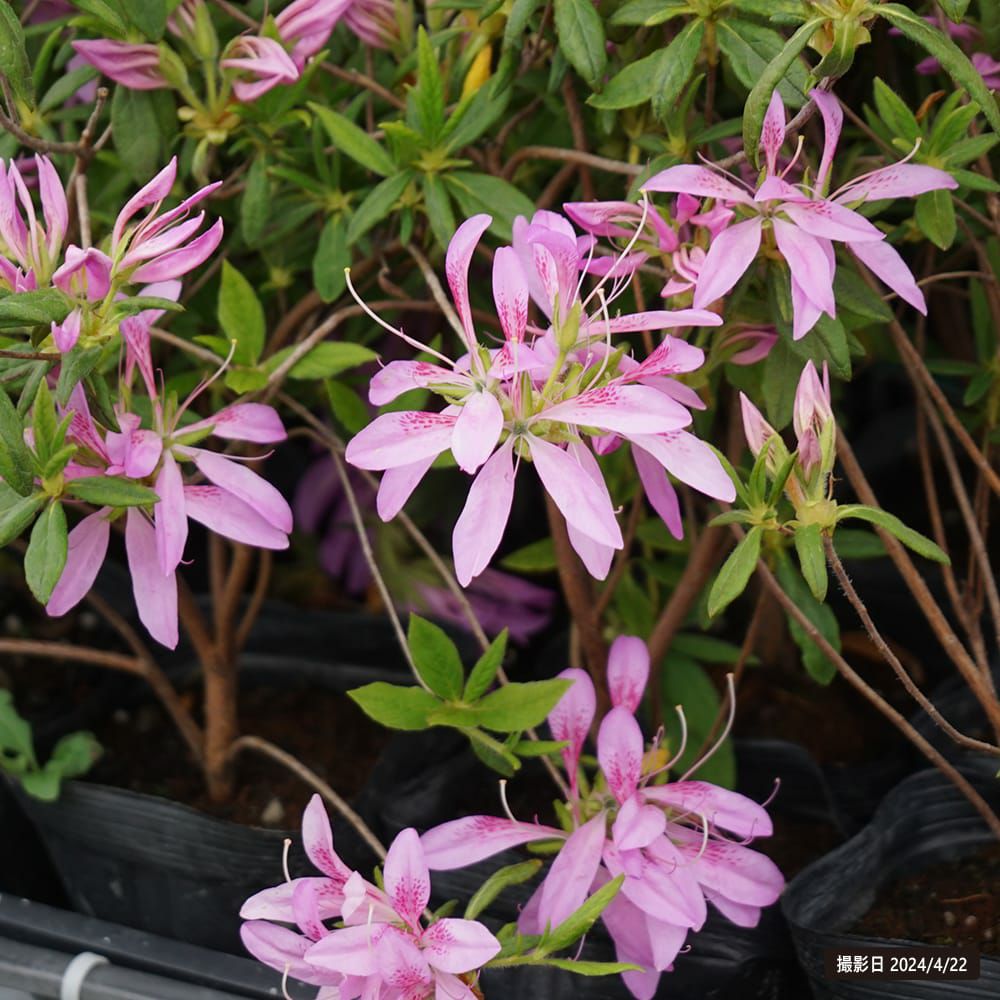 000000002893-02.jpg?size=l&w=