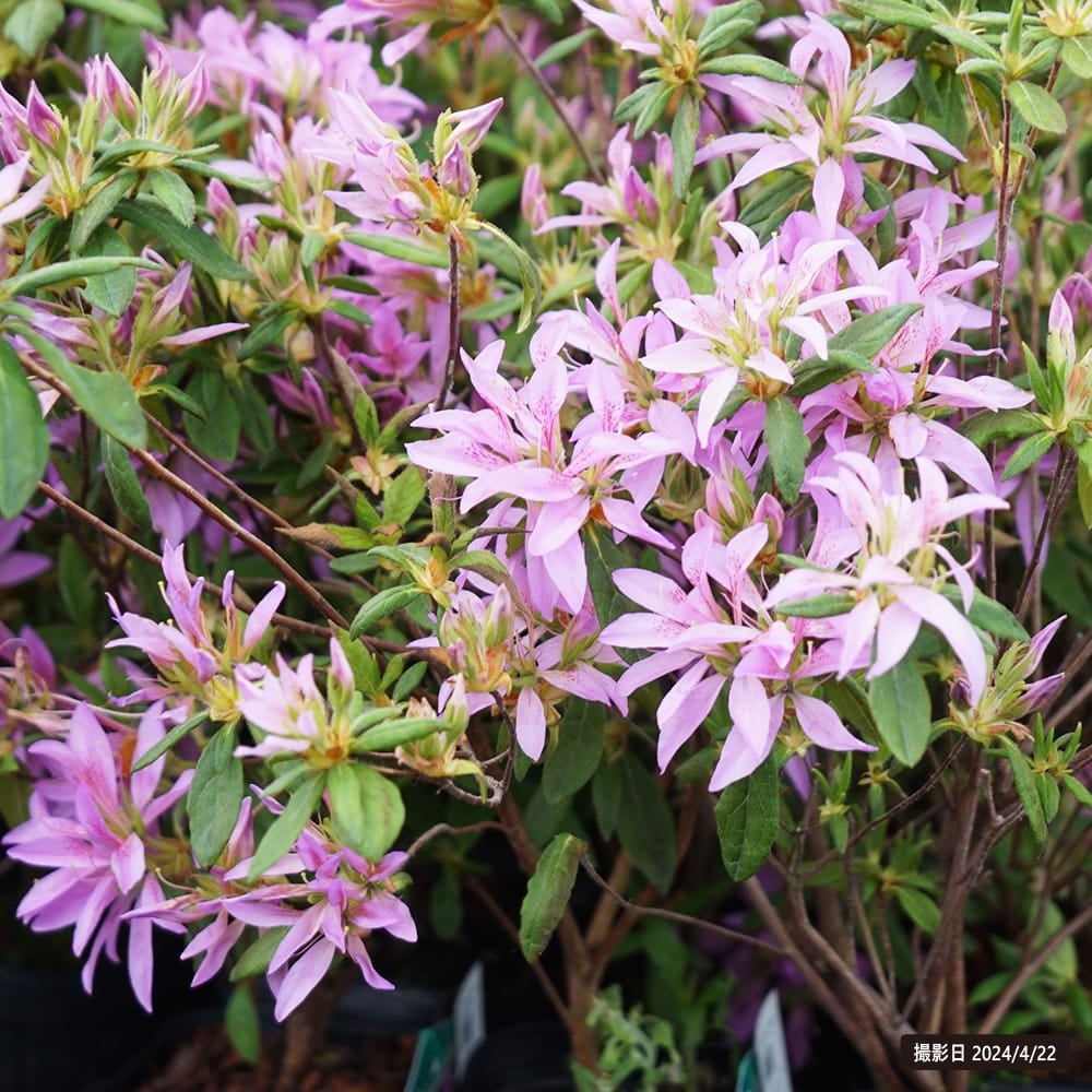 つつじ ページ ☆ツツジ咲いて☆ ＃花 ＃写真 #flower #photo