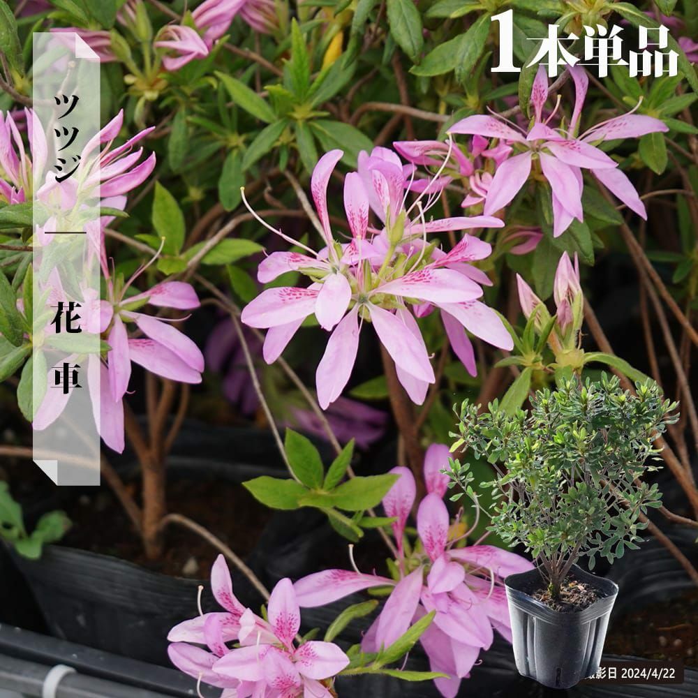 000000002893-06.jpg?size=l&w=