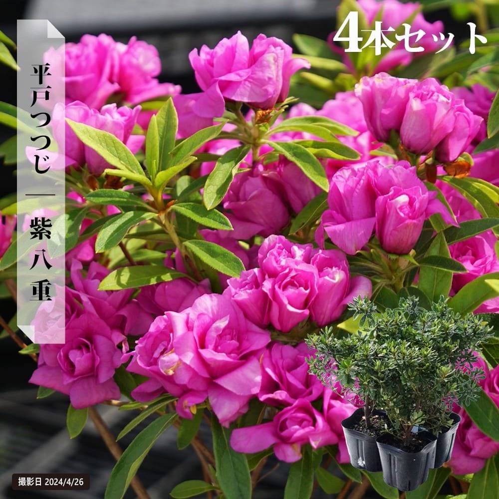 平戸ツツジ 紫八重 苗 販売 苗木部 By 花ひろばオンライン