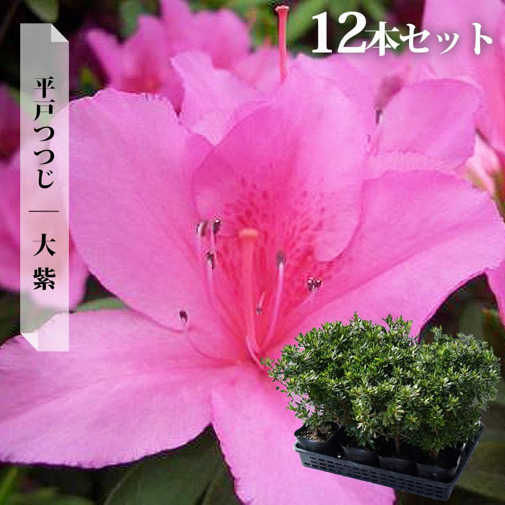 平戸ツツジ 大紫 苗 販売 苗木部 By 花ひろばオンライン