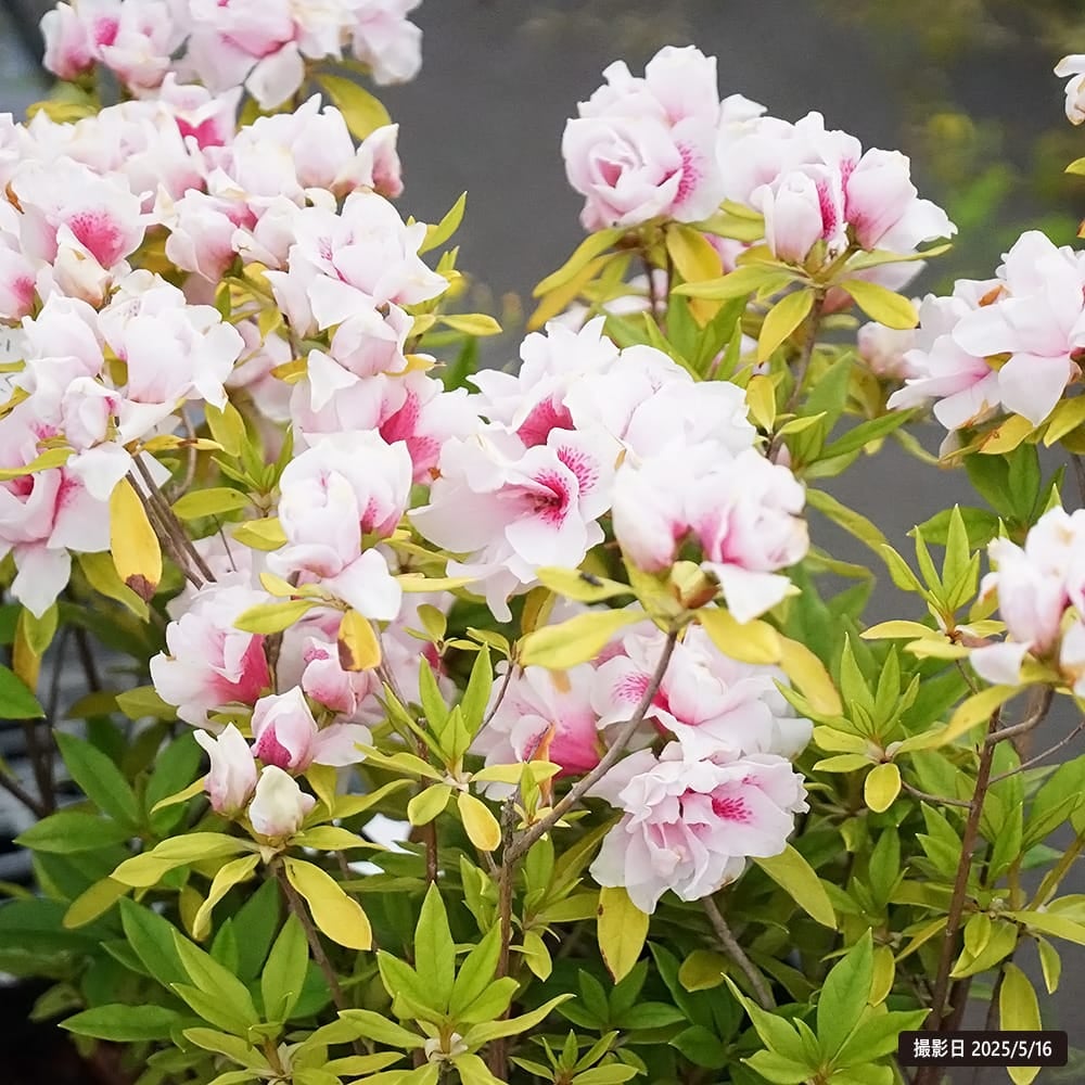 平戸ツツジ ピンク八重 苗 販売 苗木部 By 花ひろばオンライン