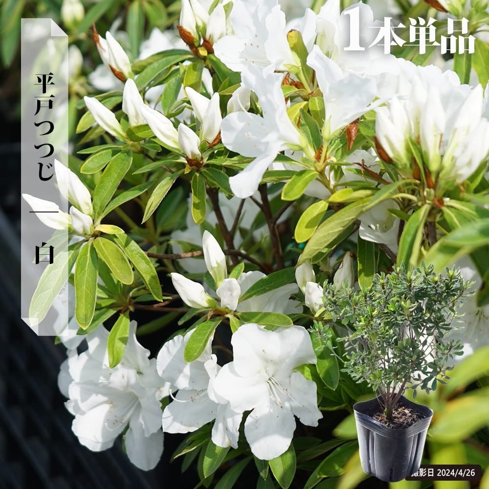 専用(3個)　お買い得！つぼみいっぱい！ホワイトセミダブル大苗、開花株 平戸ツツジ 白 苗 販売 苗木部 By 花ひろばオンライン