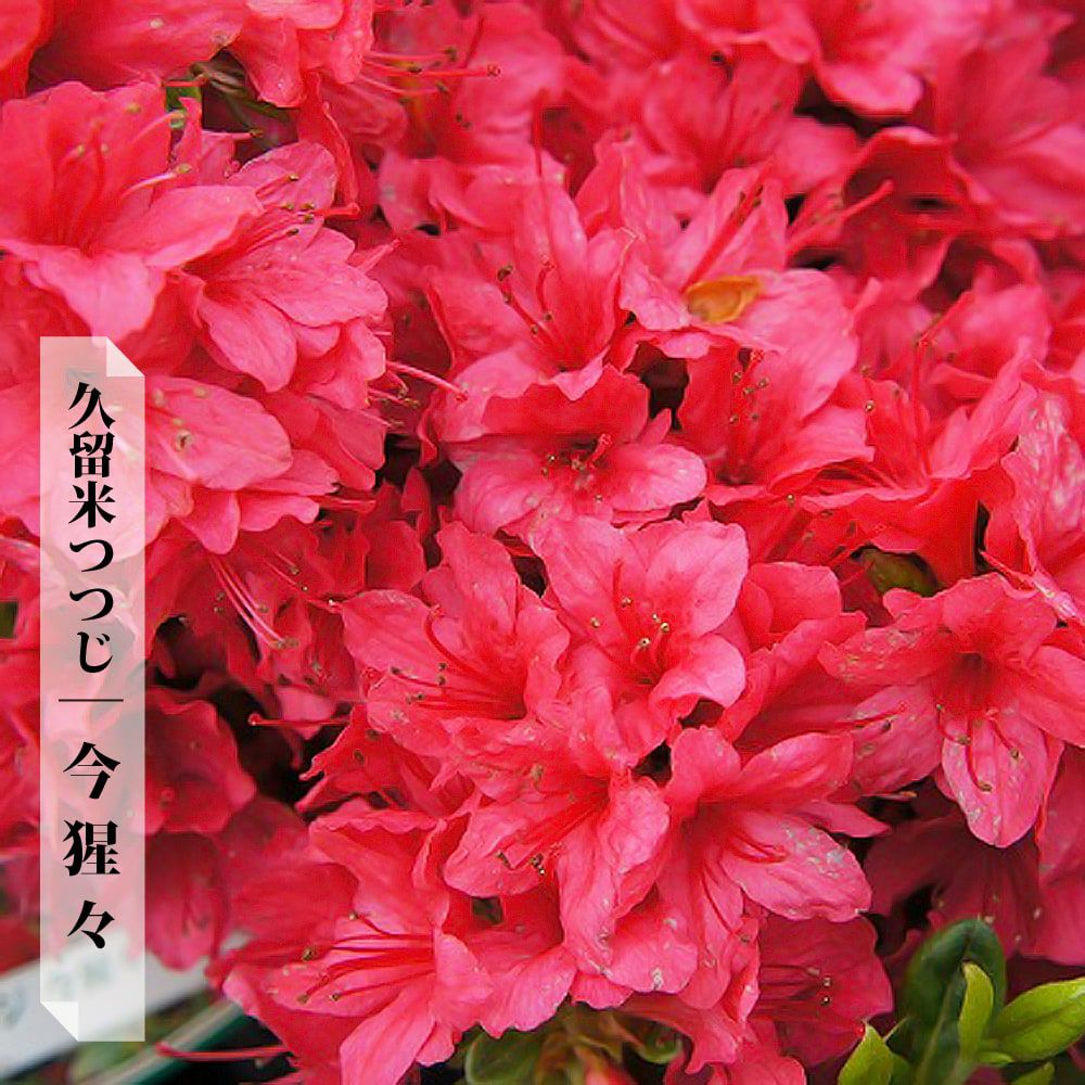 000000002903-01.jpg?size=l&w=