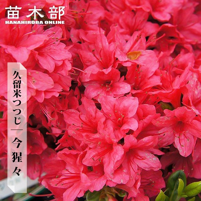 000000002903-01.jpg?size=l&w= 