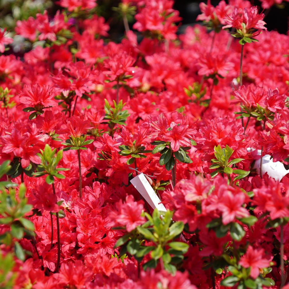 000000002903-05.jpg?size=l&w=