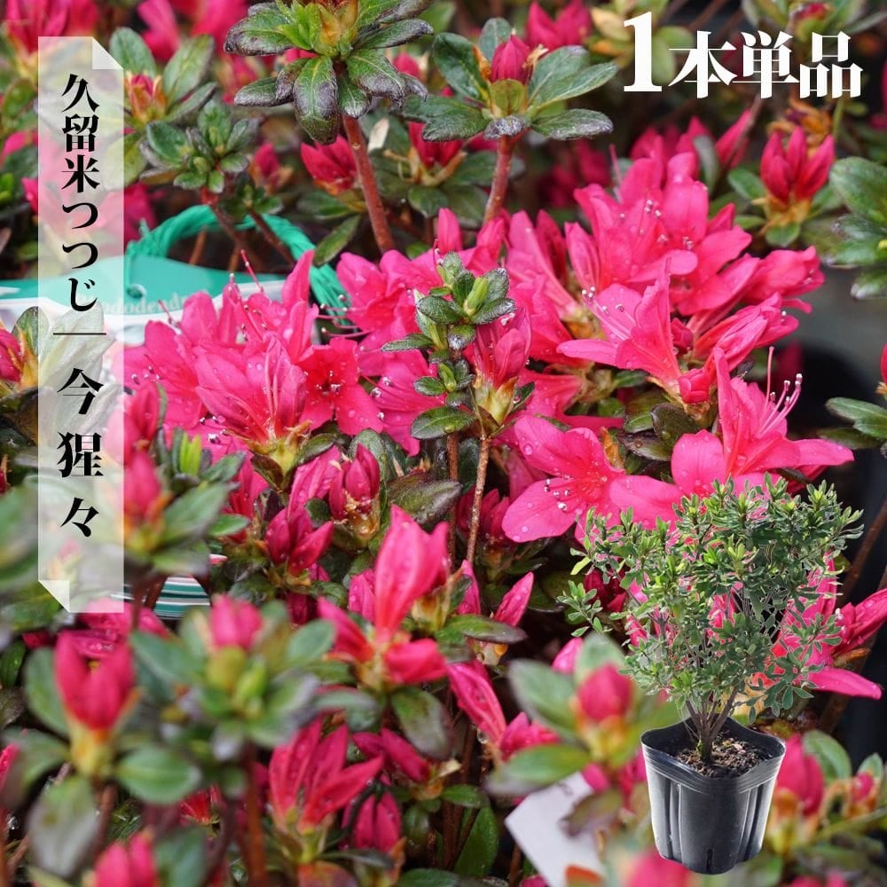 ツツジ 今猩々 苗 販売 苗木部 By 花ひろばオンライン