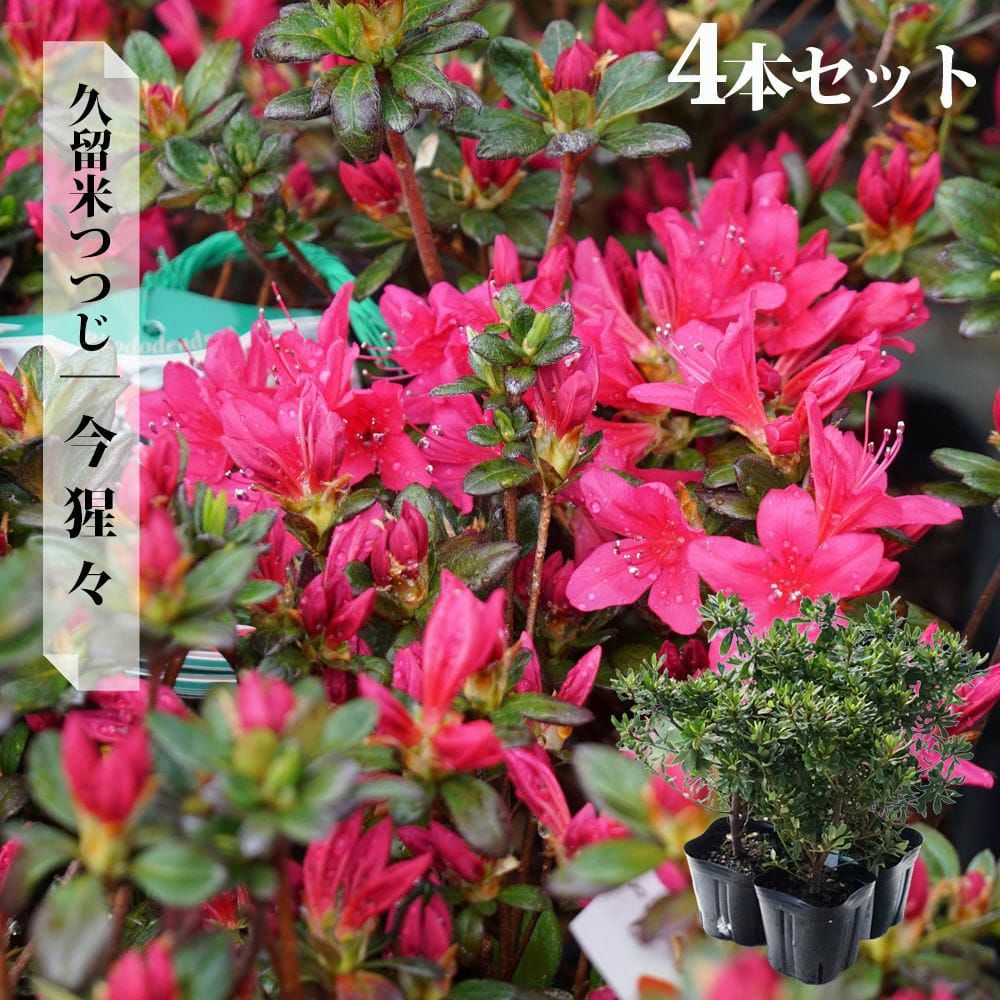 ツツジ 今猩々 苗 販売 苗木部 By 花ひろばオンライン