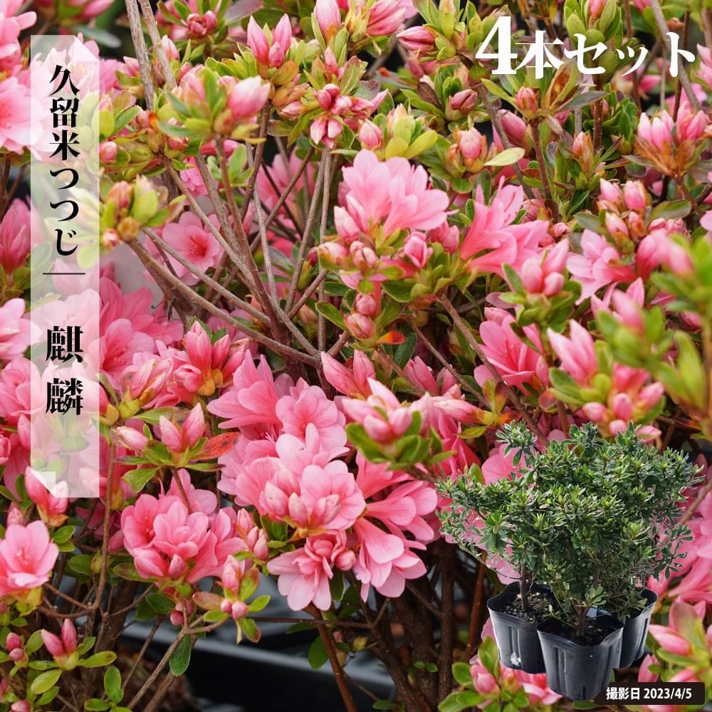 ツツジ 麒麟 苗 販売 苗木部 By 花ひろばオンライン
