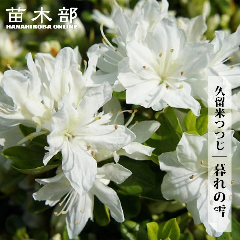 000000002906-01.jpg?size=l&w=