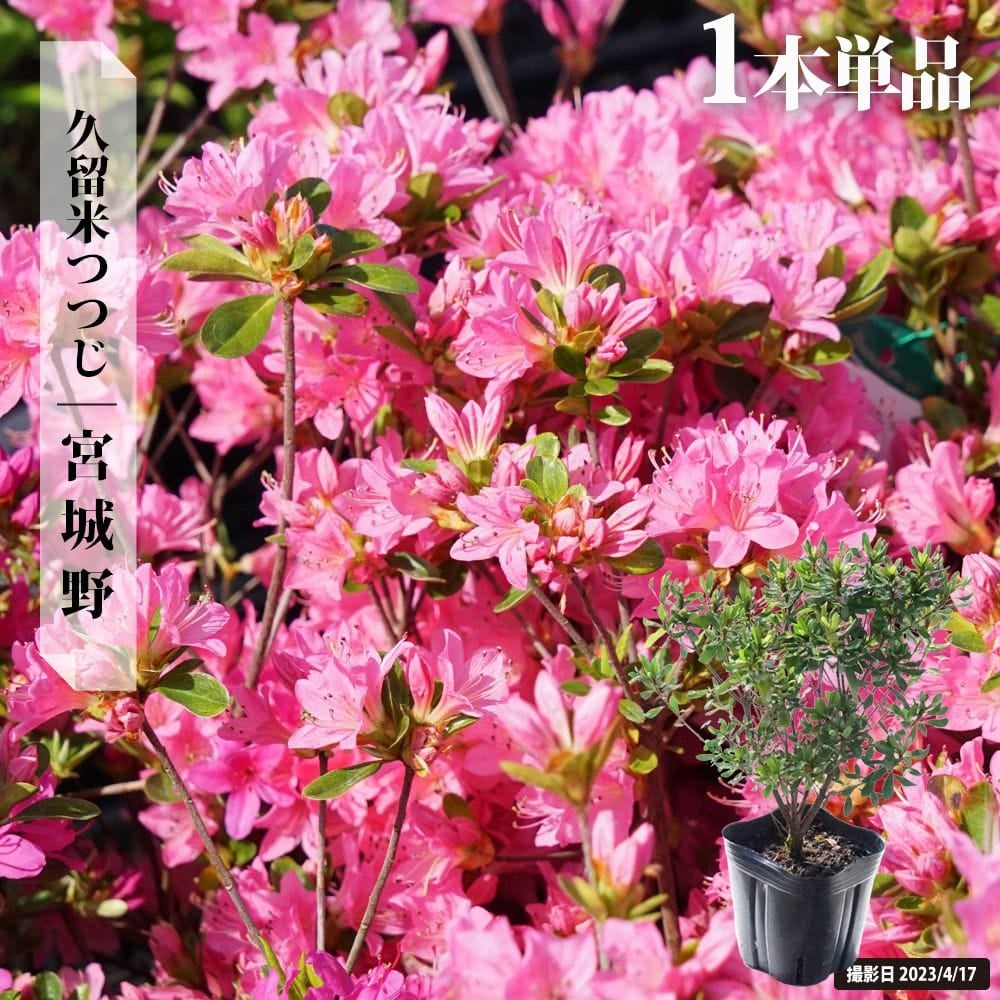 ツツジ 宮城野 苗 販売 苗木部 By 花ひろばオンライン