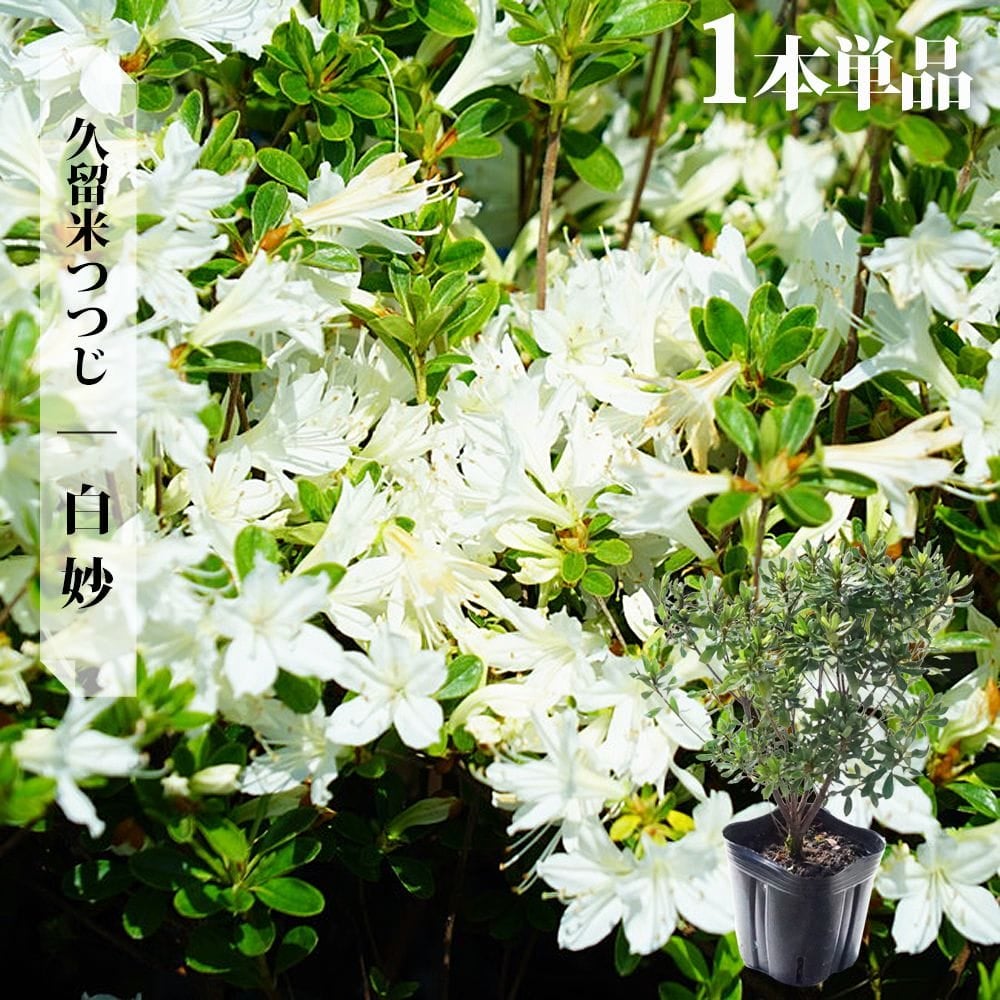 000000002912-06.jpg?size=l&w=