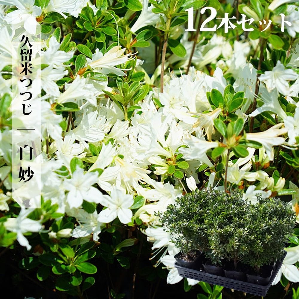 000000002912-08.jpg?size=l&w=