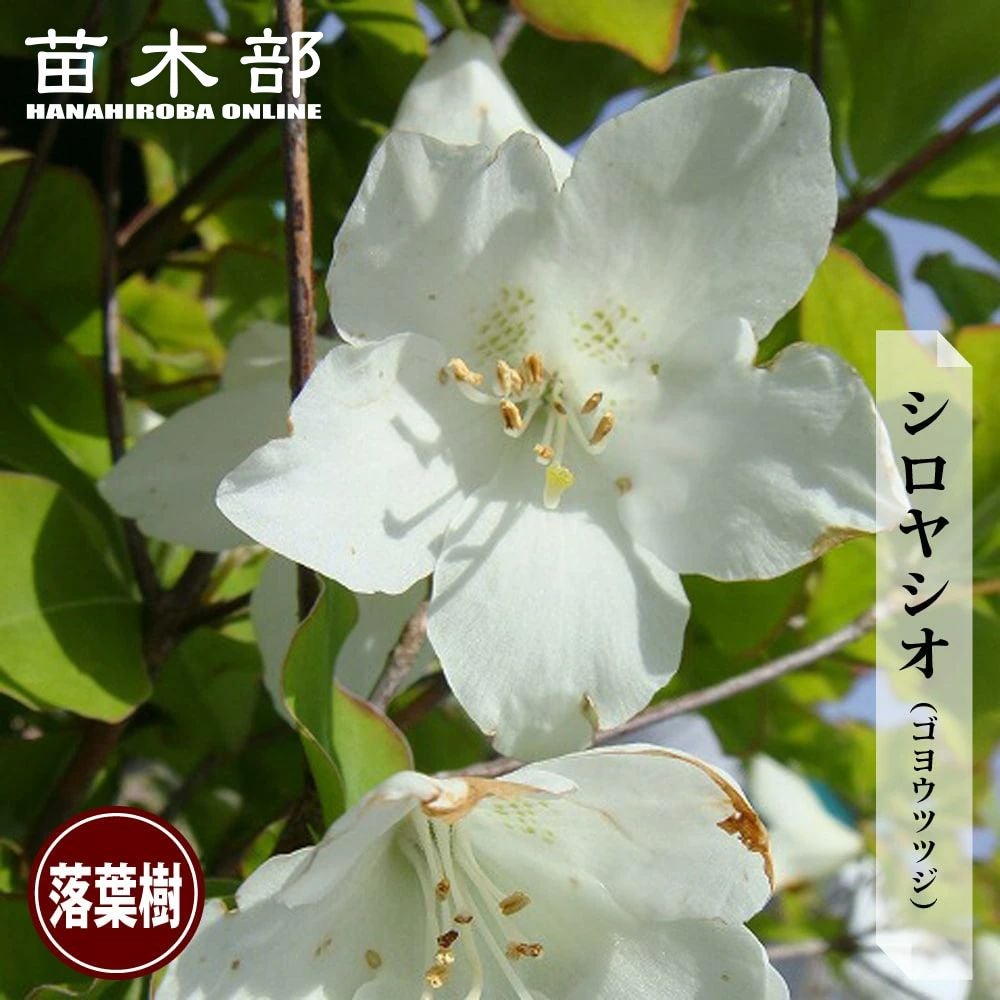 シロヤシオ（ゴヨウツツジ） 000000002913-01.jpg?size=m&w=