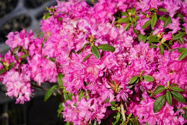 000000002917-05.jpg?size=l&w=