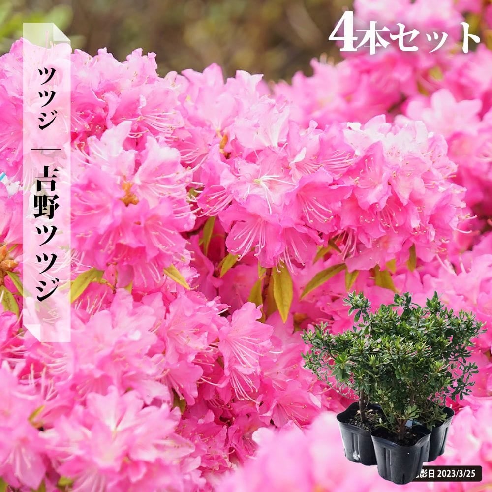 吉野つつじ 000000002917-07.jpg?size=l&w=