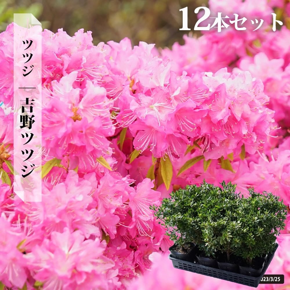 000000002917-08.jpg?size=l&w=