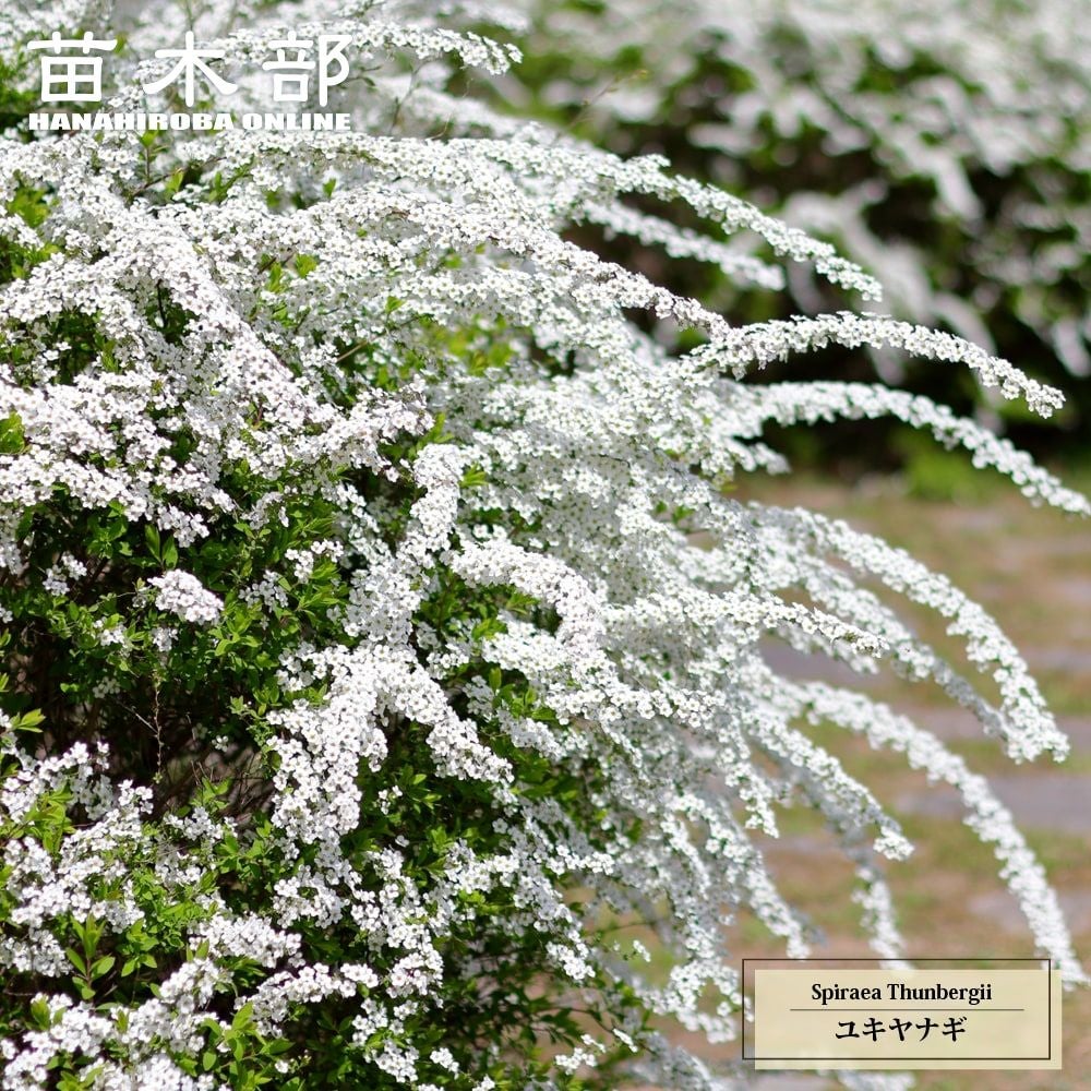 000000002925-01.jpg?size=l&w=