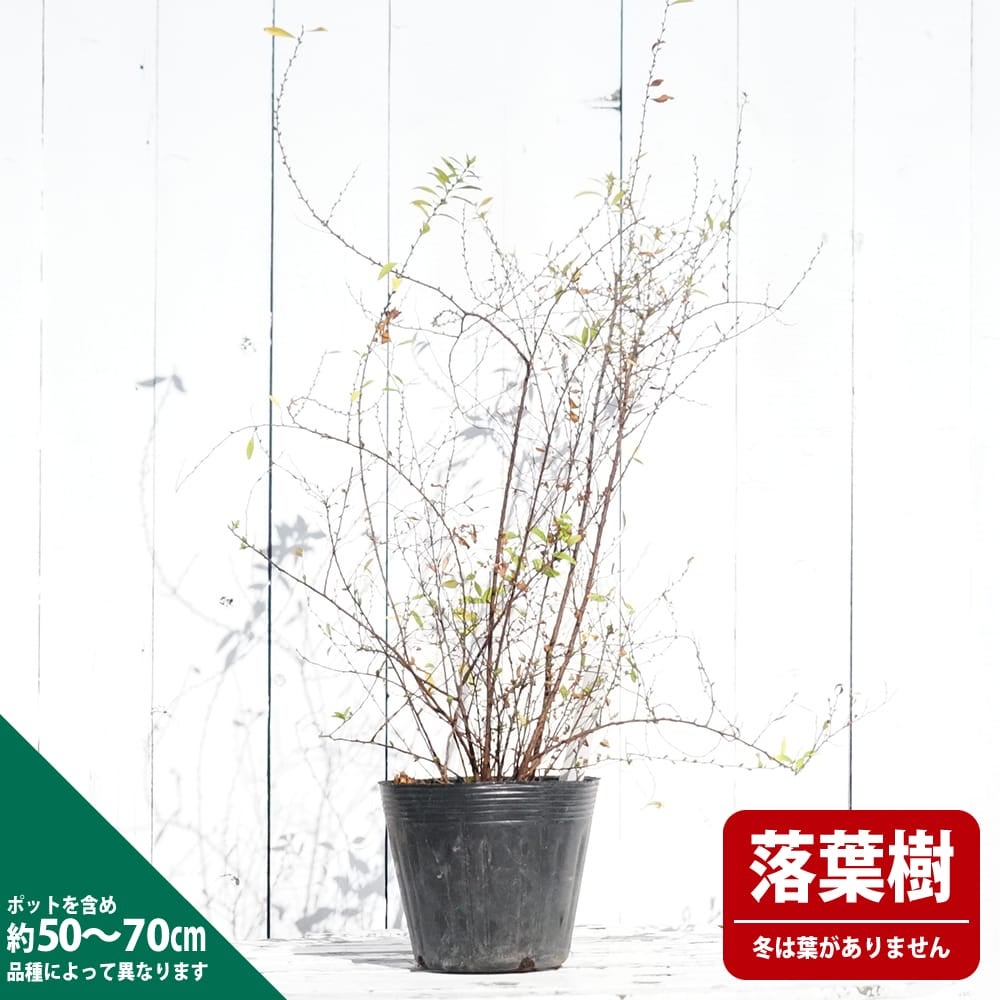 ユキヤナギ 苗 販売 苗木部 By 花ひろばオンライン