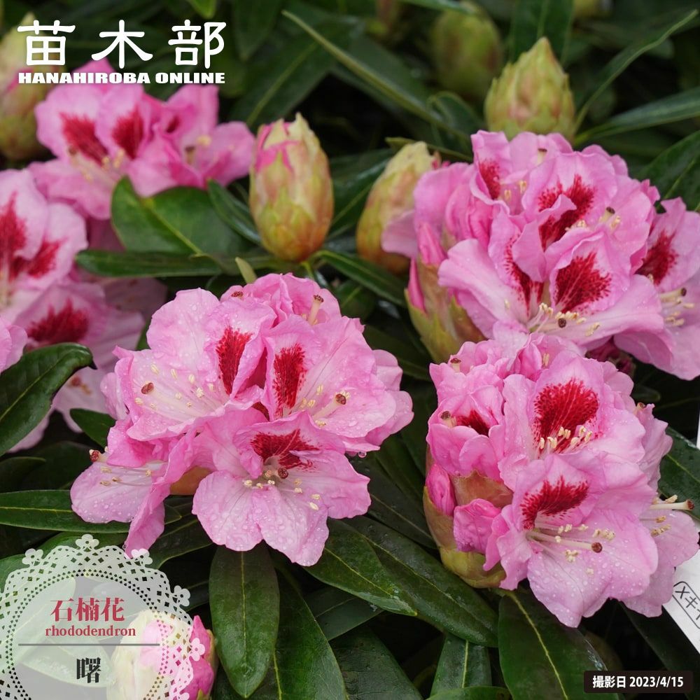 アジサイ ハイドランジア ストロングハート 苗 販売 苗木部 By 花