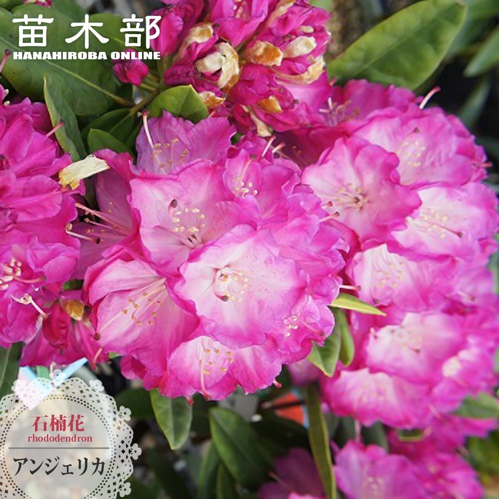 芍薬　シャクヤク　芍薬 「フェスティバマキシマ」１０号鉢 鉢植え 園芸ネット本店｜シャクヤク（芍薬）：フェスティバマキシマ4号ポット