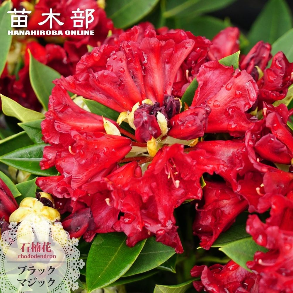 000000002936-01.jpg?size=l&w=