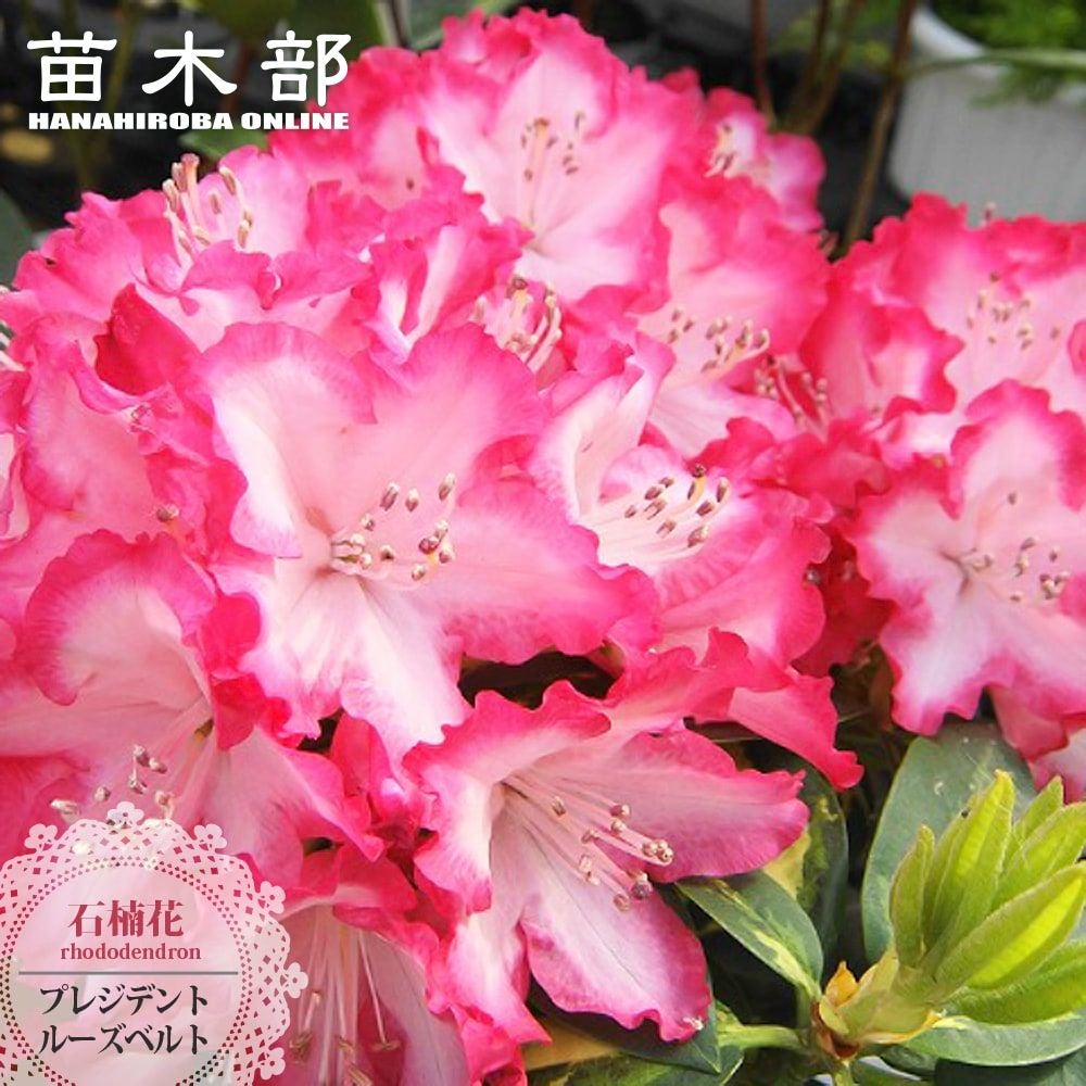 芍薬 西洋シャクヤク フェスティバマキシマ 苗 通販 苗木部 By 花