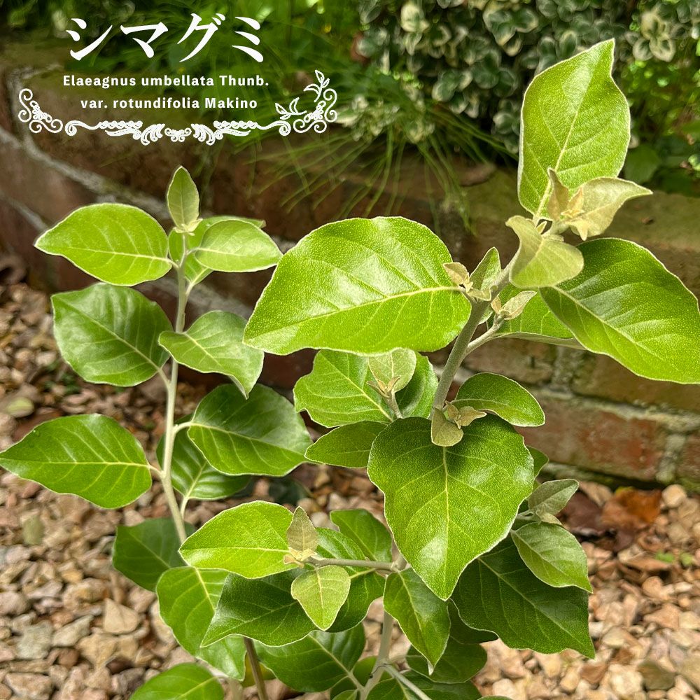 グミ 落葉性 シマグミの通販 苗木部 By 花ひろばオンライン
