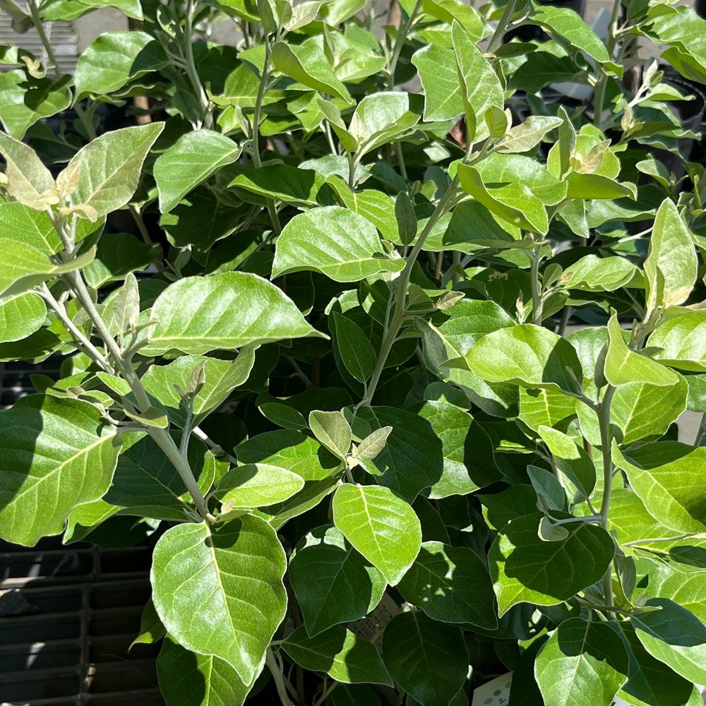 グミ 落葉性 シマグミの通販 苗木部 By 花ひろばオンライン