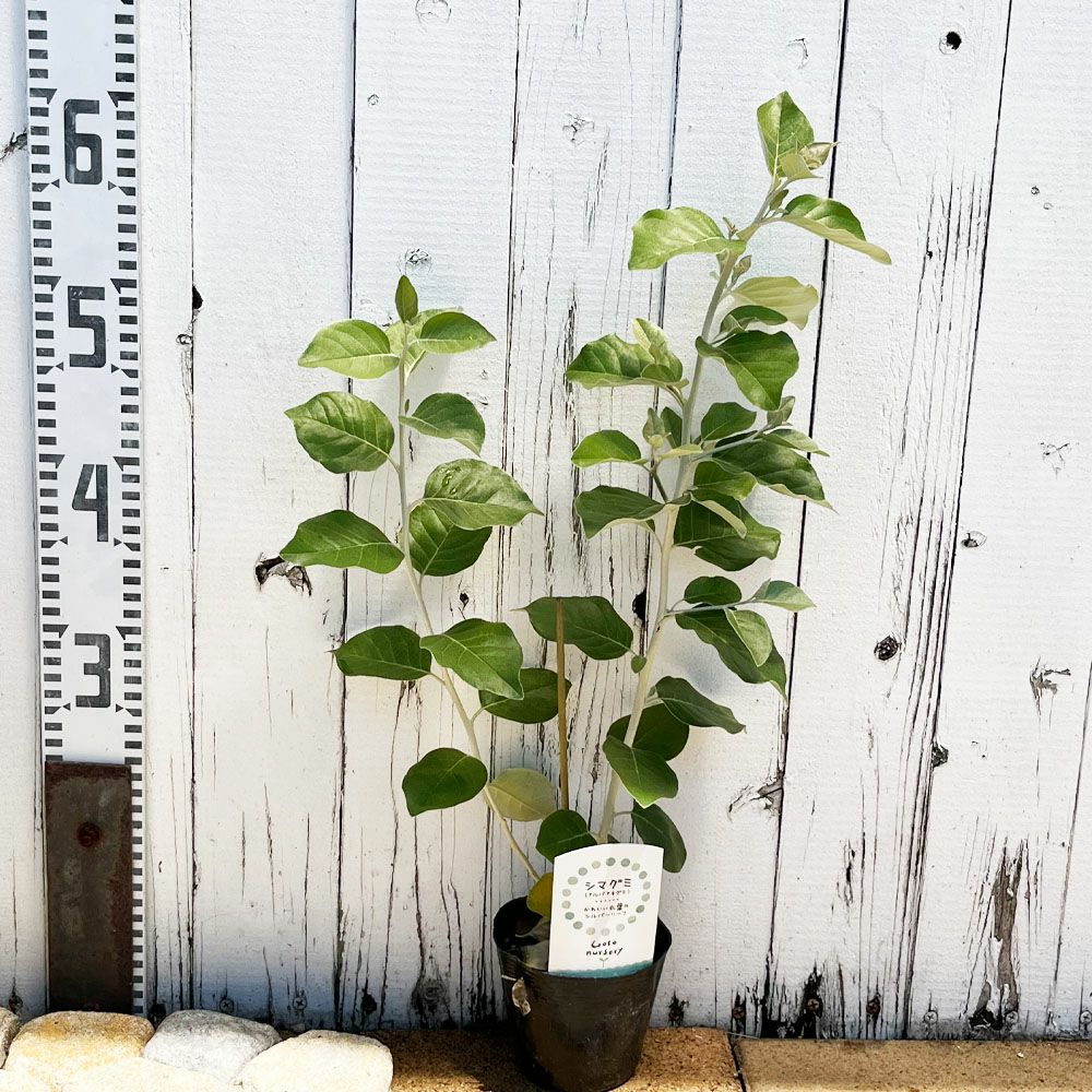 ✥ シマグミ 挿し穂 ✥ 000000102956-03.jpg?size=l&w=