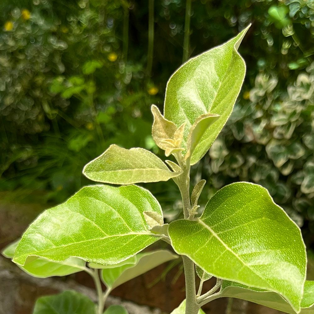 グミ 落葉性 シマグミの通販 苗木部 By 花ひろばオンライン