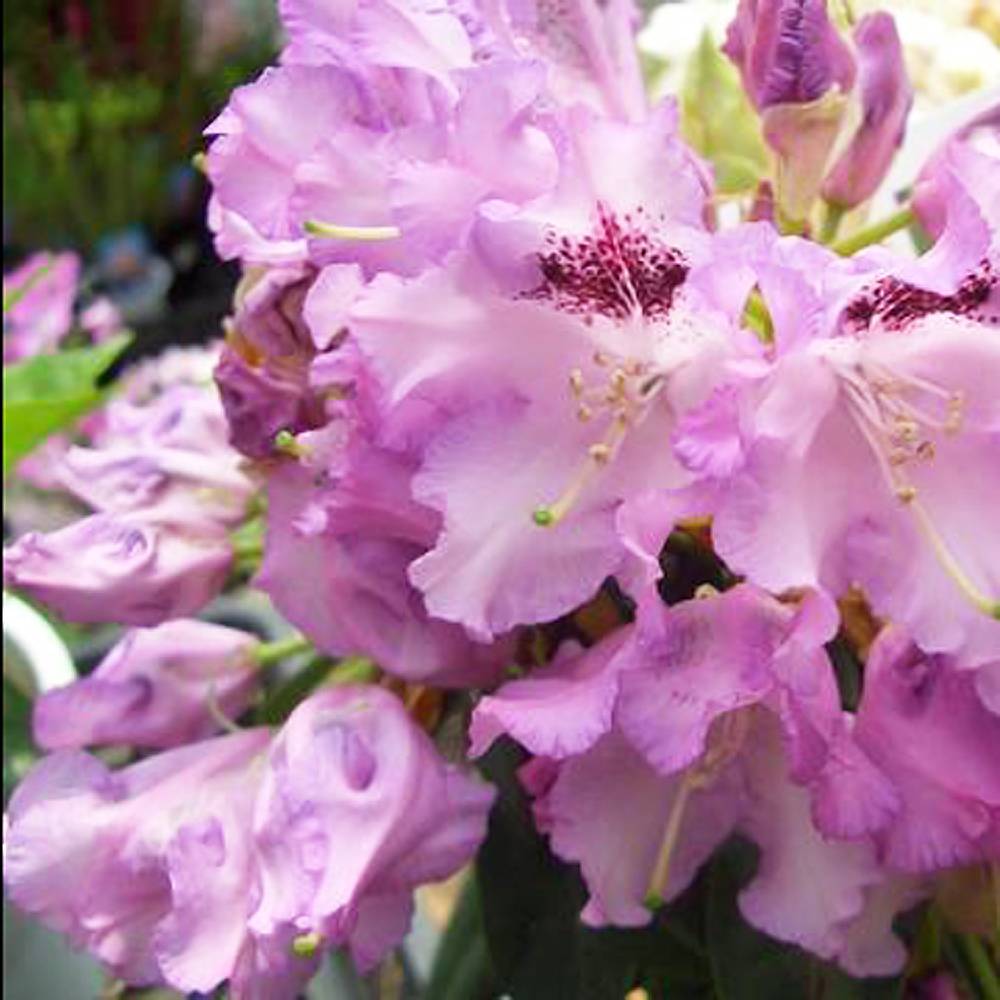 000000003003-04.jpg?size=l&w=