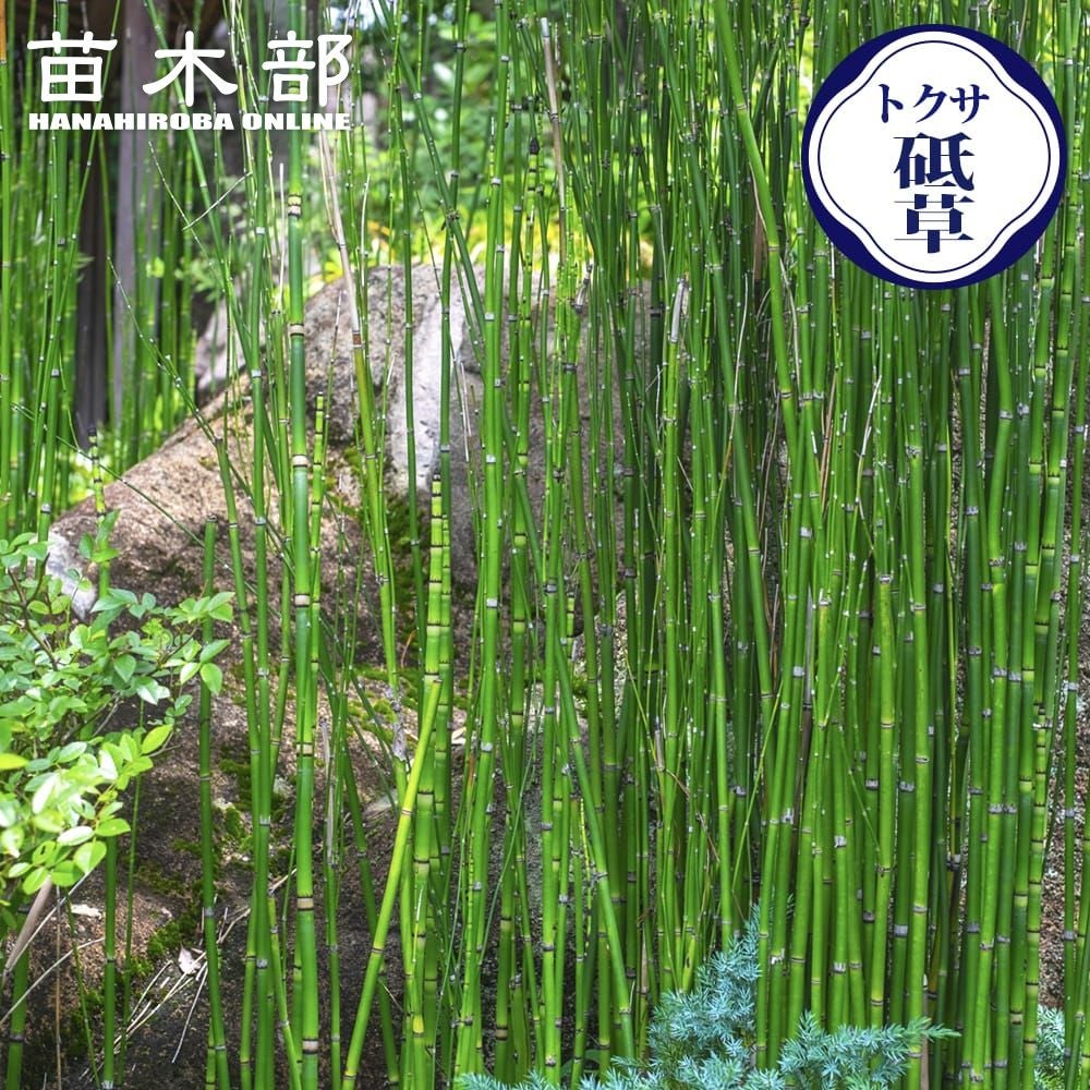 ノウゼンカズラ 苗 販売 苗木部 By 花ひろばオンライン