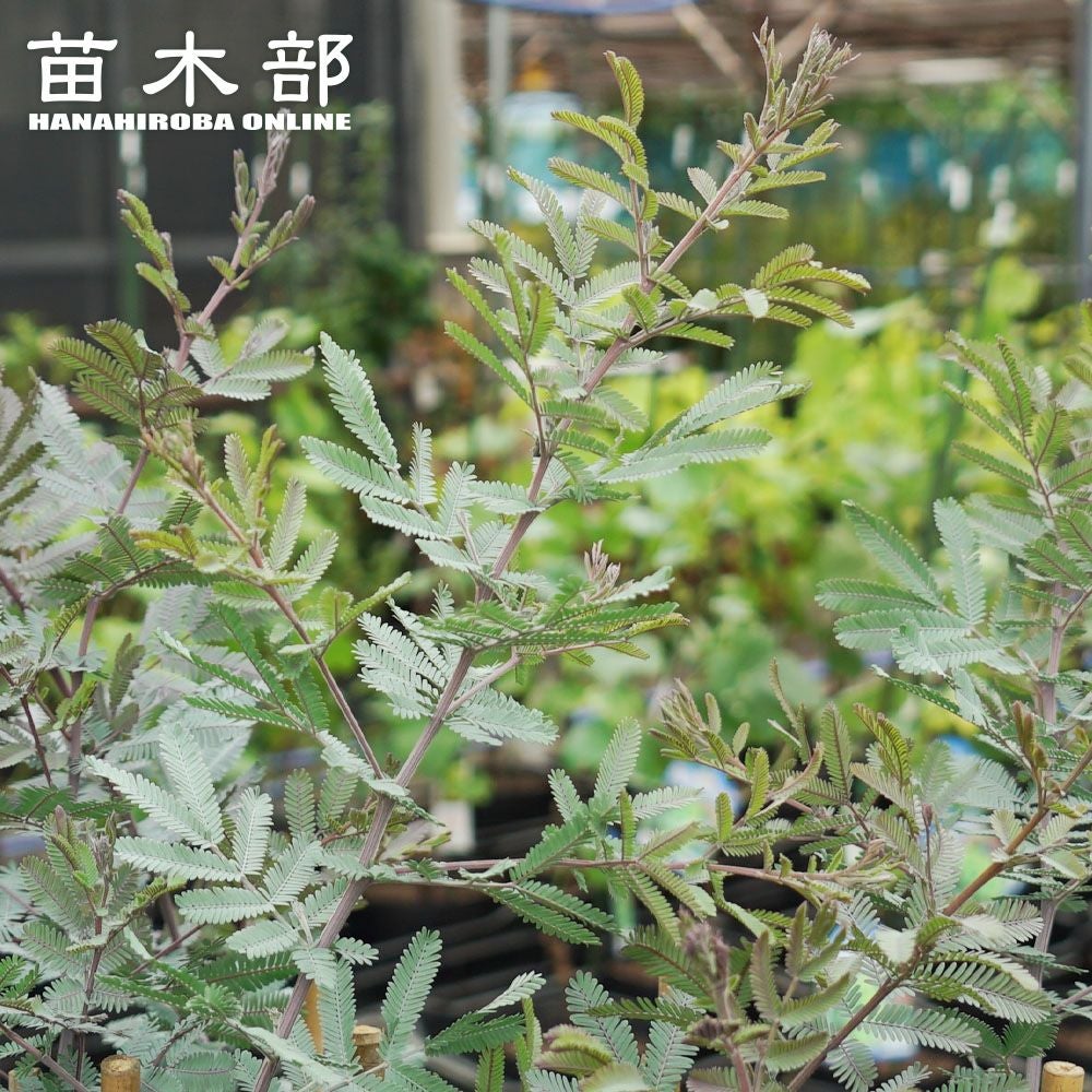 アカシア スペクタビリスの販売 苗木部 By 花ひろばオンライン