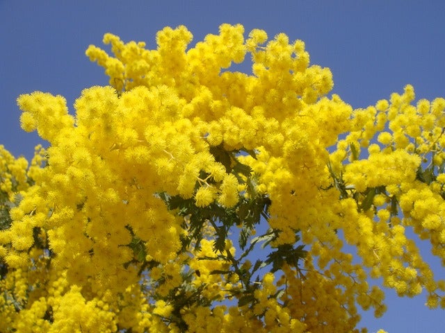 アカシア ゴールデンミモザ プルプレア 苗 販売 苗木部 By 花ひろば