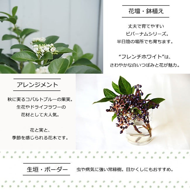 ビバーナム フレンチホワイト 苗 販売 苗木部 By 花ひろばオンライン