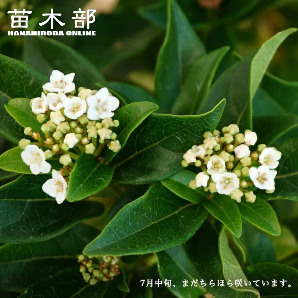 000000003127-01.jpg?size=l&w=