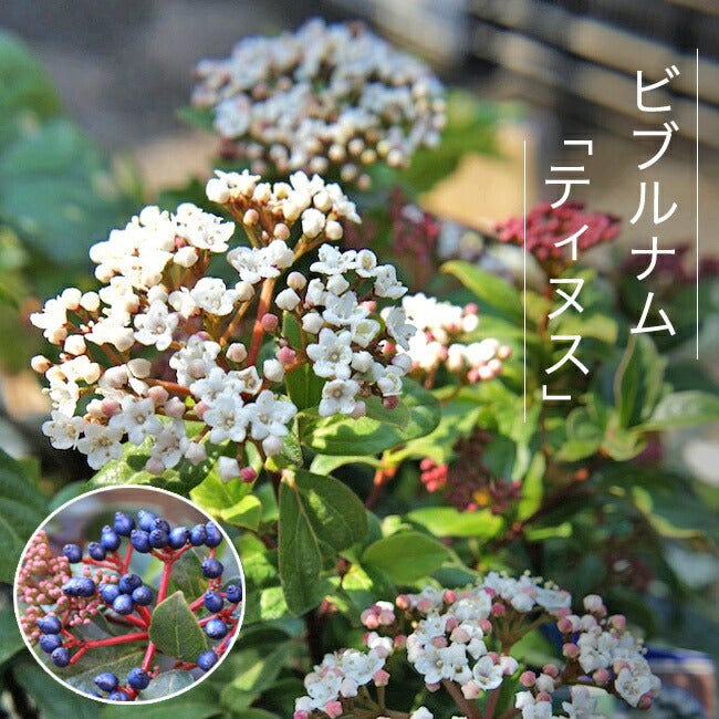 000000003127-06.jpg?size=l&w=