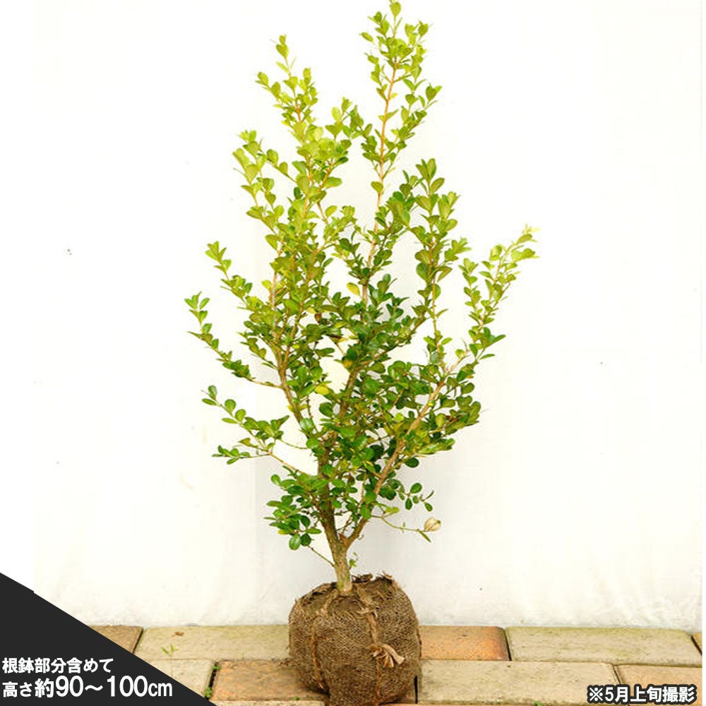ボックスウッド 観葉植物 茶色鉢 西洋ツゲ ボックスウッド 苗 鉢植え 苗木部 By 花ひろばオンライン
