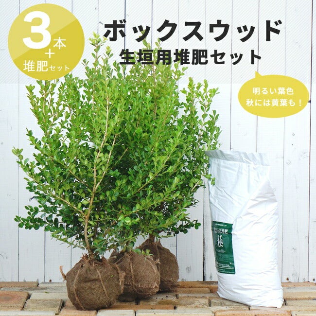 西洋ツゲ ボックスウッド 苗 鉢植え 苗木部 By 花ひろばオンライン 西洋ツゲ ボックスウッド 苗 鉢植え 苗木部 By 花ひろばオンライン
