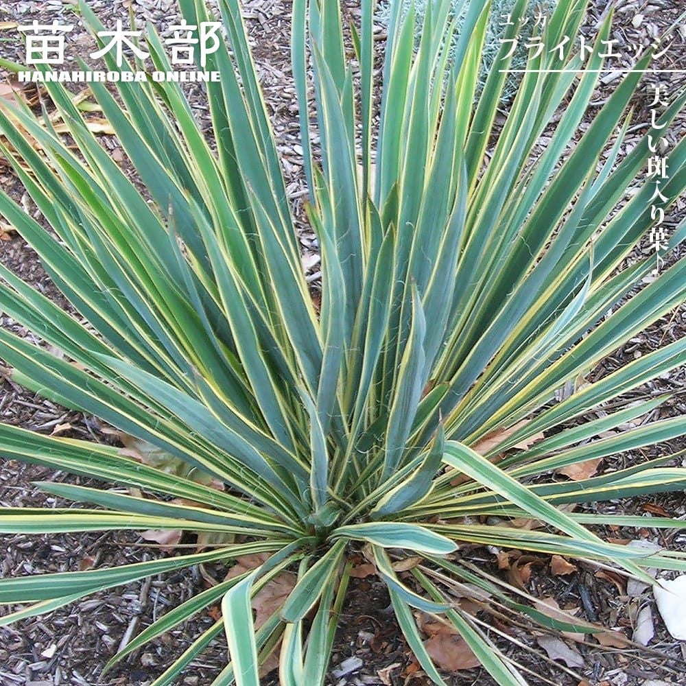 ユッカ グロリオサ ブラストスター 苗 販売 苗木部 By 花ひろばオンライン