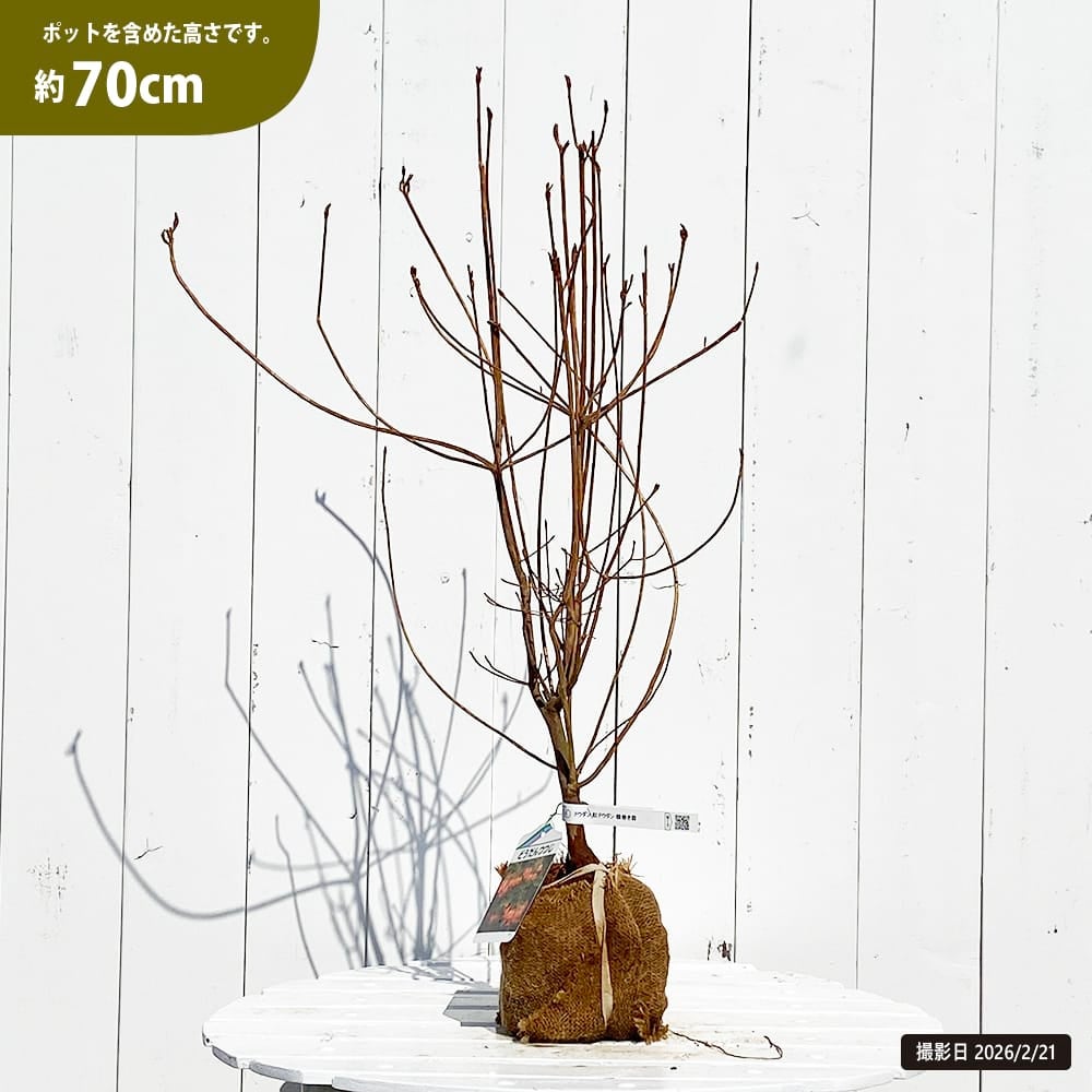 ドウダンツツジ 紅ドウダン 苗 販売 苗木部 By 花ひろばオンライン