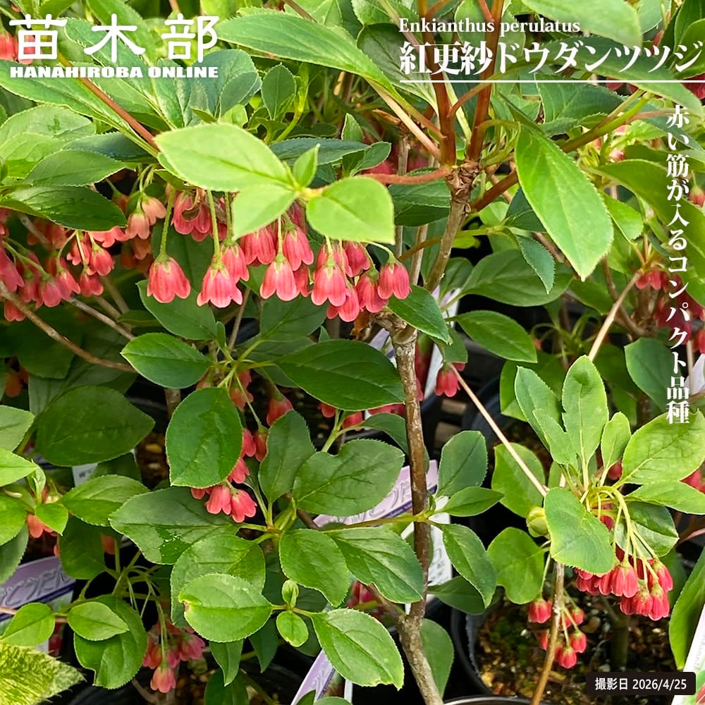 ツツジ ドウダンツツジ 紅更紗ドウダンツツジ 苗 販売 苗木部 By 花