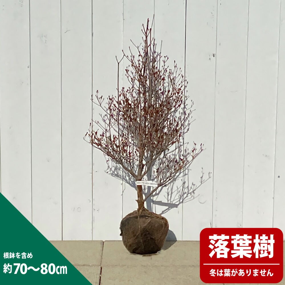 000000003157-03.jpg?size=l&w=