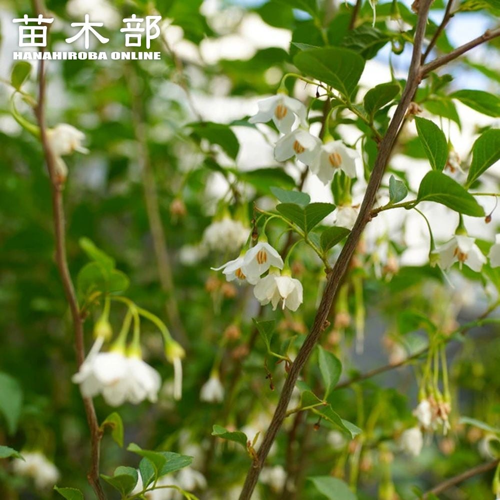 エゴノキ 苗 販売 苗木部 By 花ひろばオンライン