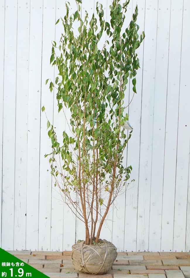 エゴノキ 苗 販売 苗木部 By 花ひろばオンライン